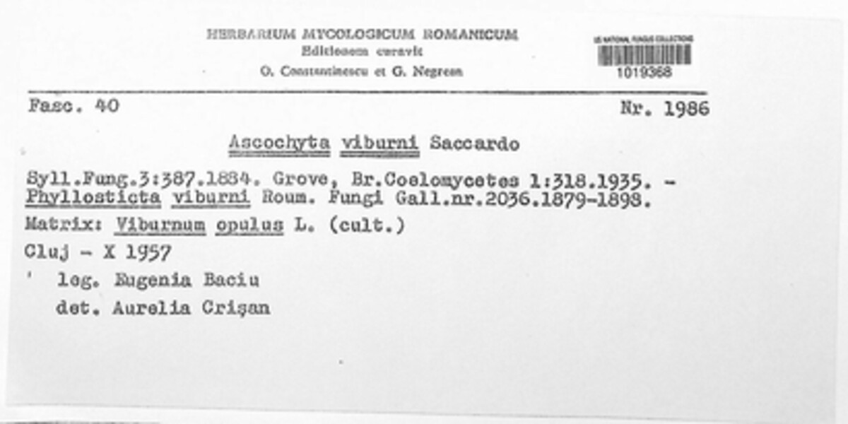 Ascochyta viburni image